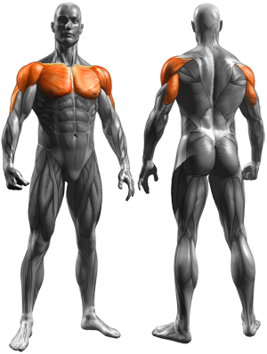 Push-Ups (Close and Wide Hand Positions) - Muscles Worked