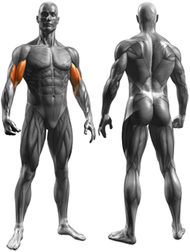 Cable Hammer Curls - Rope Attachment - Muscles Worked