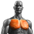 Chest Exercises