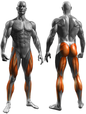 Dumbbell Rear Lunge - Muscles Worked