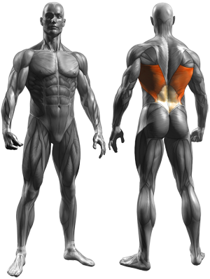 Hyperextensions (Back Extensions) - Muscles Worked