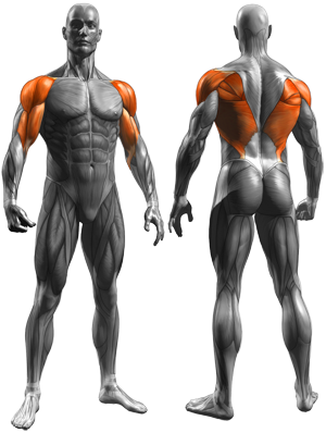 Reverse Grip Bent-Over Rows - Muscles Worked