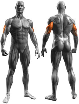 Tricep Dumbbell Kickback - Muscles Worked
